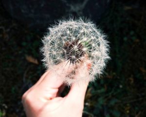 unsplash-pixabay-dandelion-692317_1280