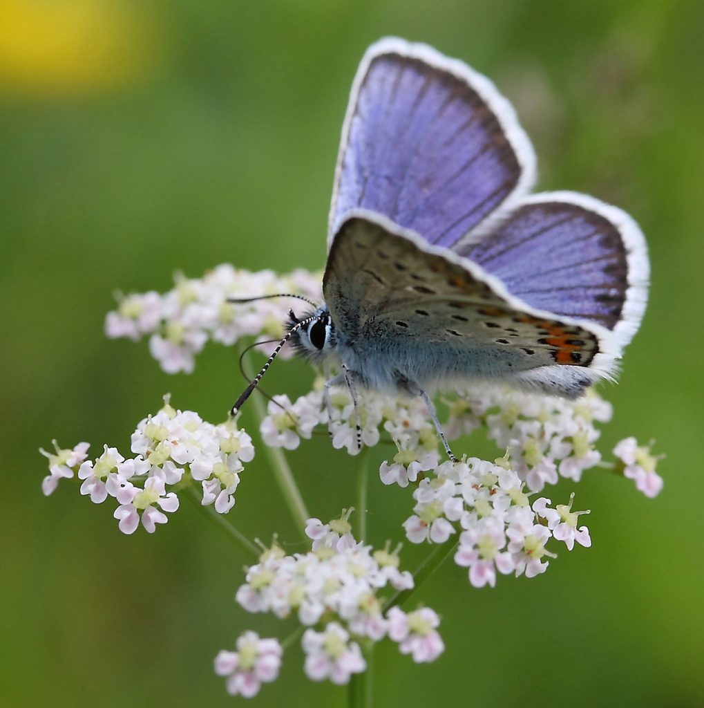 Get Schmetterling spruch kinder For iPhone Free