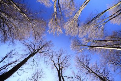 Baumkronen vor blauem Himmel