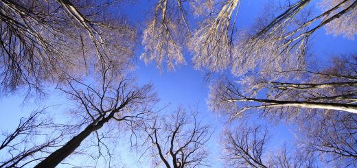 Baumkronen vor blauem Himmel